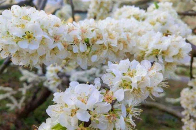 早春花信風之李花六首 自明無月夜 猶自玉為钿 天天看點