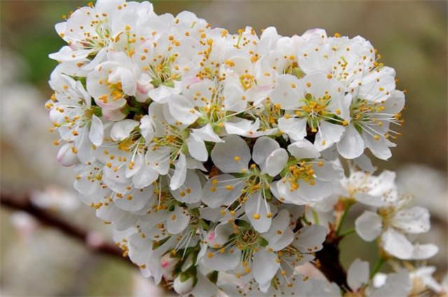 早春花信风之李花六首:自明无月夜,犹自玉为钿_腾讯新闻