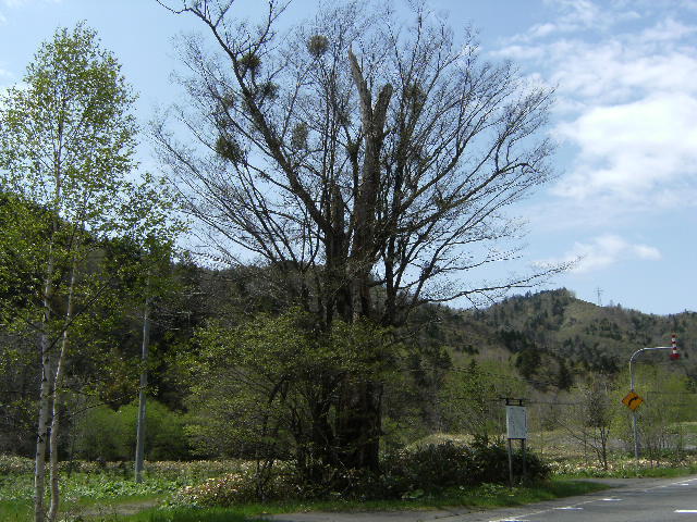 日本都市传说系列之泣く木