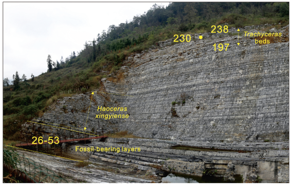三叠纪动荡的纪元在灭绝中寻找出路