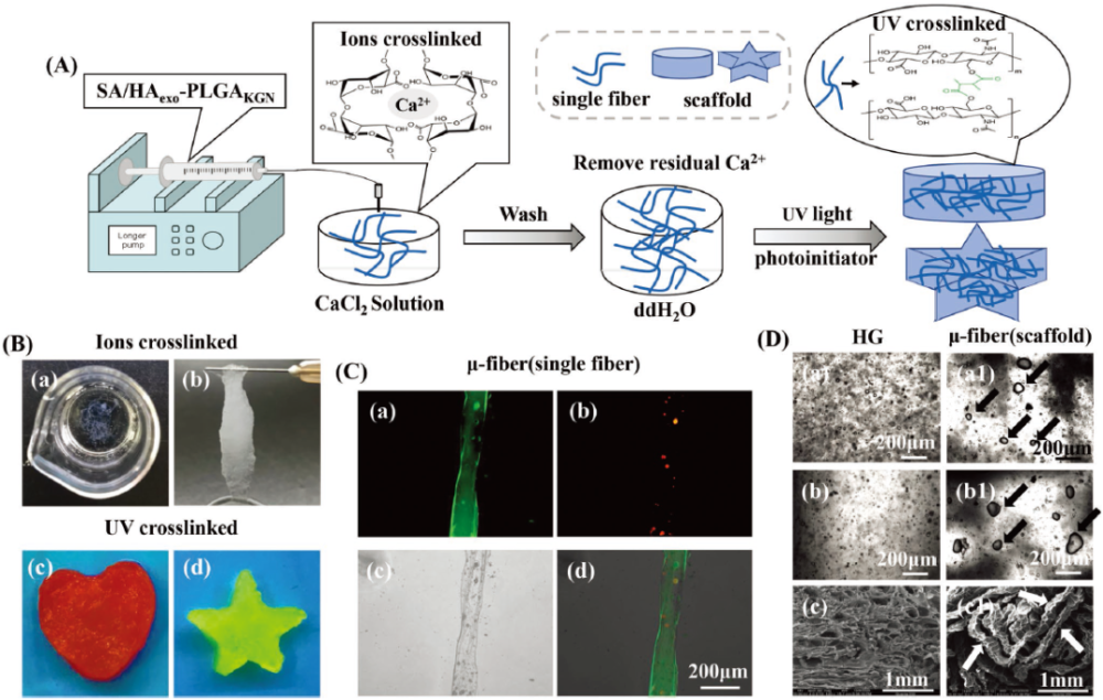 分别经过b -a,b)离子交联和b -c,d) uv交联后sa/haexo-plgakgn支架的