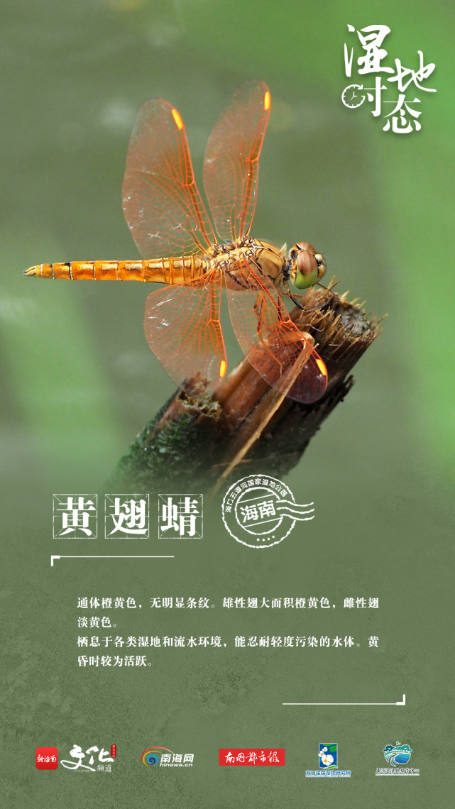 湿地时态|蜻蜓图鉴:感受春日与海口五源河湿地公园的不期而遇