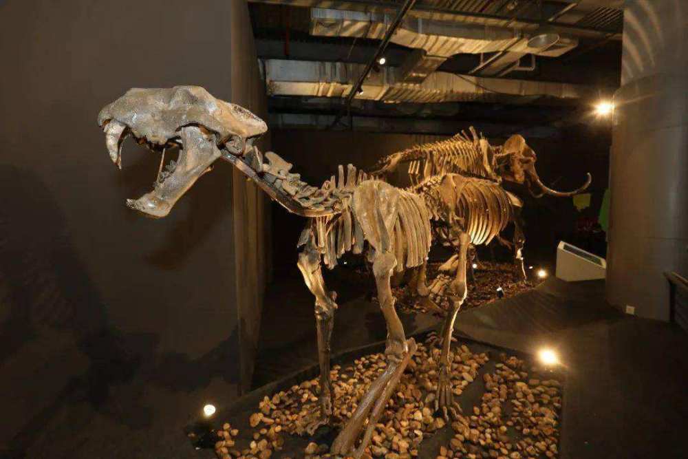 动物耐力排行_世界上十大长跑耐力最强的动物排行,骡子上榜,第一绝对无争议(2)