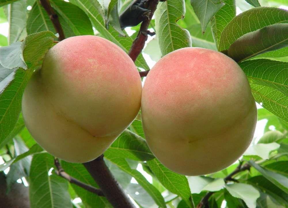 蟠桃,递给巧凤说:"灵狐仙子,此乃王母娘娘托小仙转赐给你们夫妻的仙桃