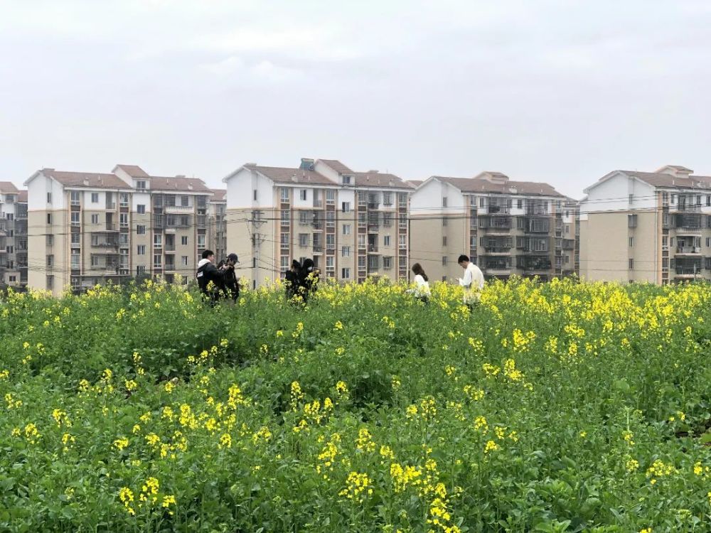 钟塔旁,儿童新村牌楼周边,钟家村祠堂等闲置空地种植了近300亩油菜花