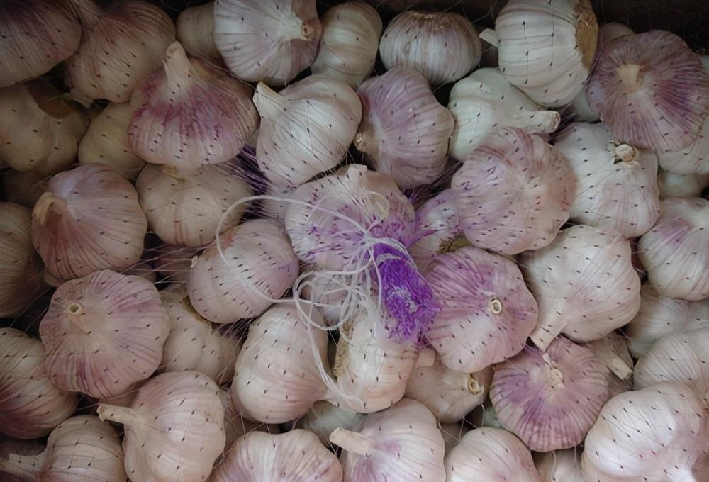 沧州冬菜的故事历史超过了300年曾年产200万斤畅销东南亚