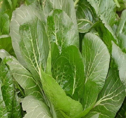 沧州冬菜的故事历史超过了300年曾年产200万斤畅销东南亚