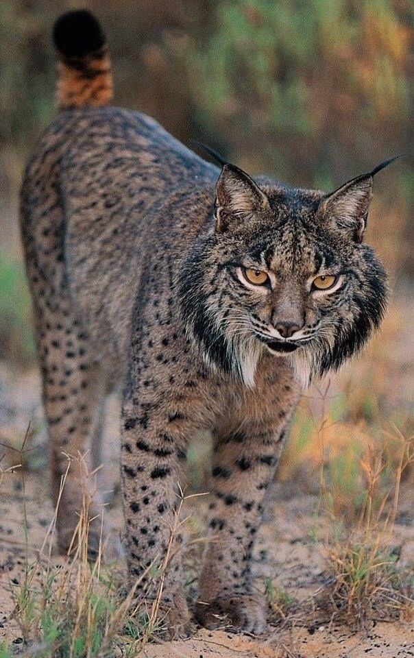 现状和威胁伊比利亚猞猁可以算得上是世界上最濒危的猫科动物之一了