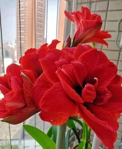 朱顶红几月份开花花期多长时间