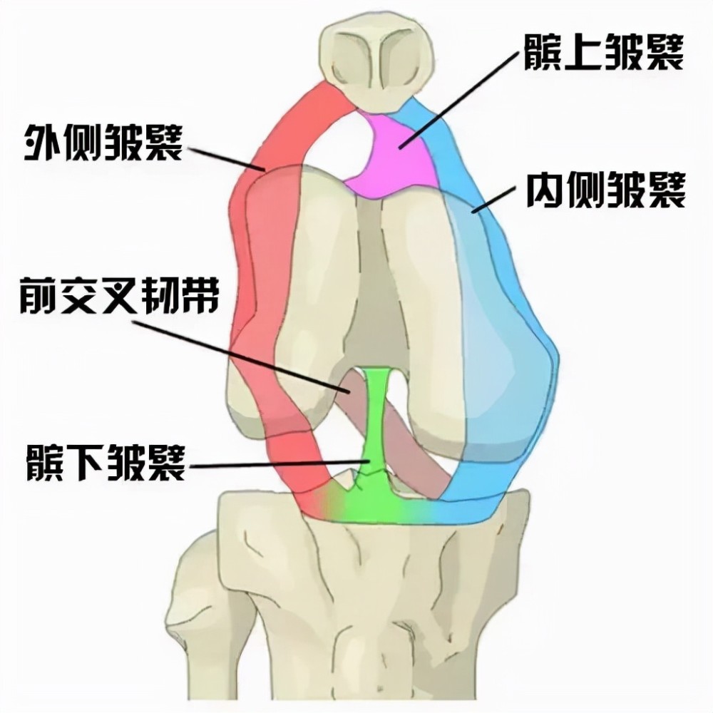 膝關節彈響需當心膝關節滑膜皺襞綜合徵