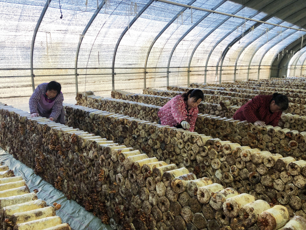 "我们这里的气候,温度为滑子菇生长提供了较长的生长期.