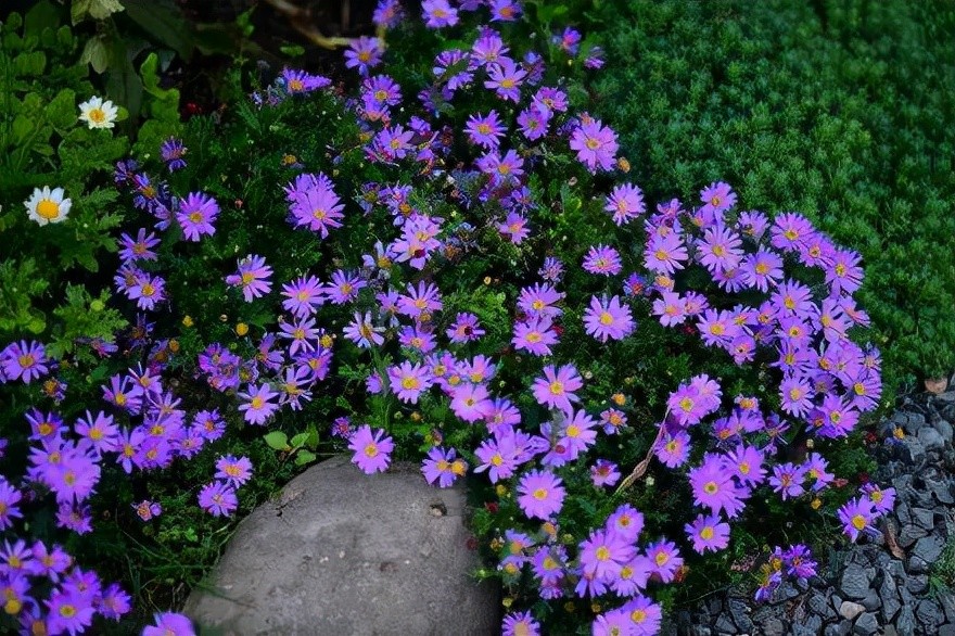 早春选这5种 便宜花 花期长好养活 放在家里很养眼 腾讯新闻