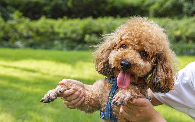 泰迪犬訓練大小便的技巧請收藏