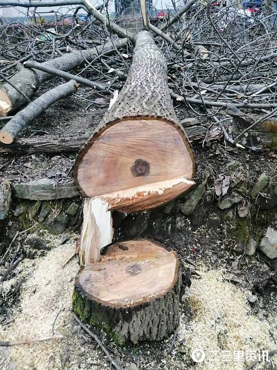 两棵大核桃树被砍伐主人心疼之余呼吁大家保护树木