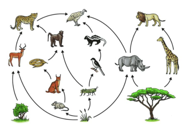 为什么人类要让动物回交回交有什么好处吗