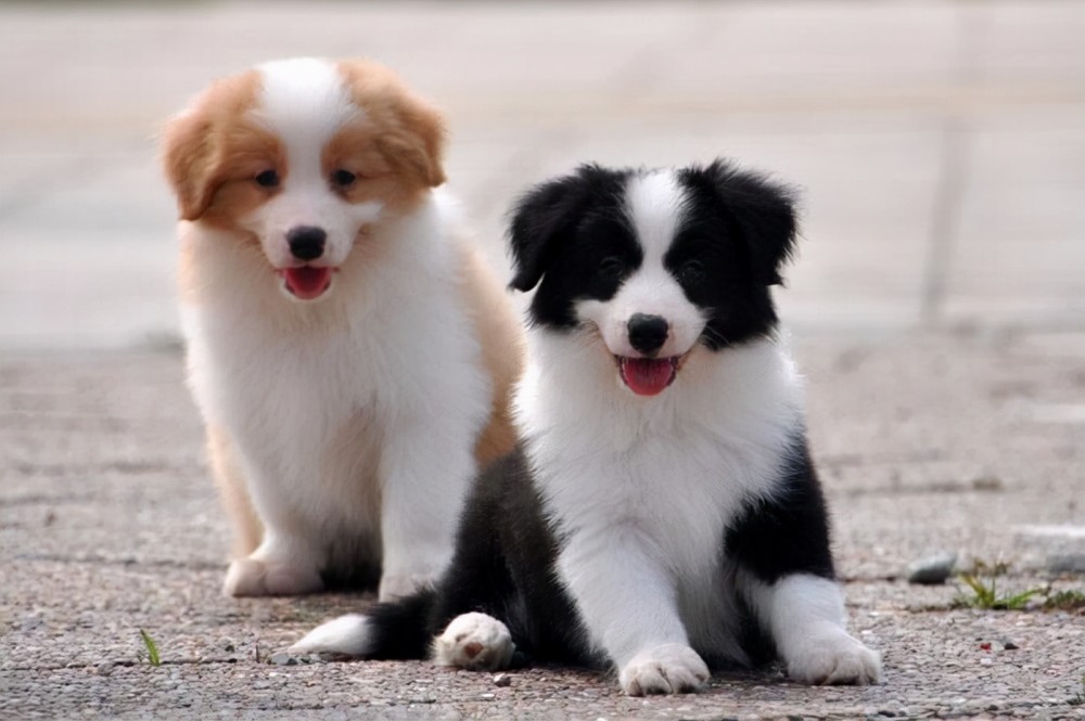 边境牧羊犬多少钱一只
