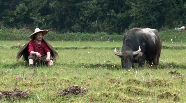 雨雪还是严寒酷暑,再艰苦再恶劣的环境,他都坚持喂牛于棚厩,牵牛走田