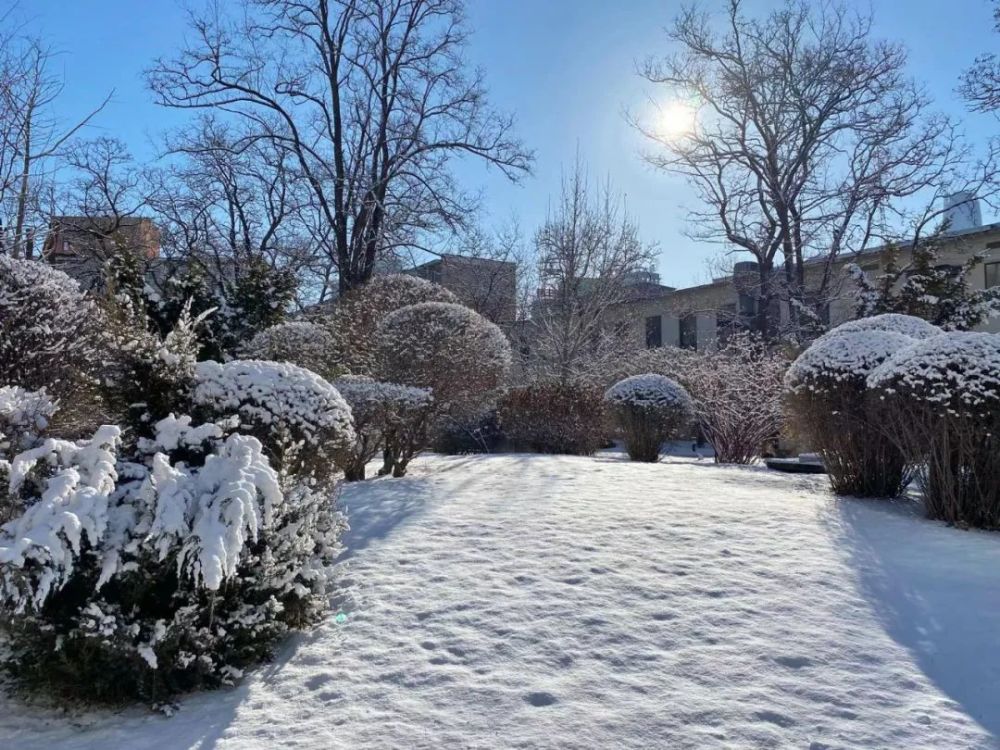 瀋陽人的朋友圈被各種雪景承包瞭然而一出門卻發現