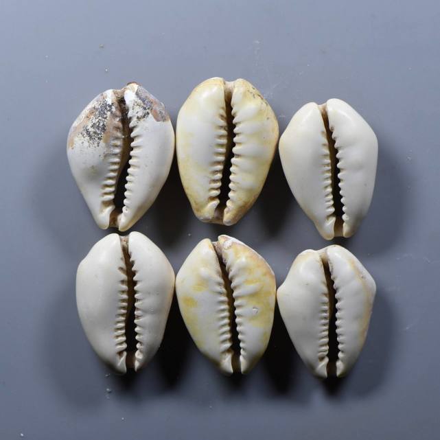 古钱币的历史之贝币的来历