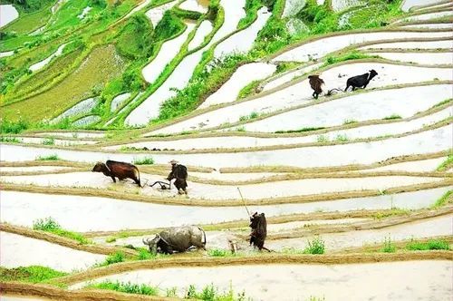 春耕摄影部分作品赏析