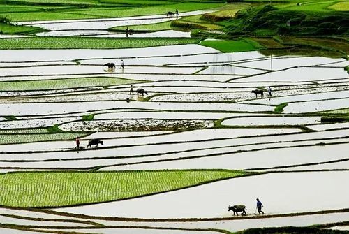 春耕摄影部分作品赏析