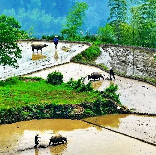 春耕摄影部分作品赏析