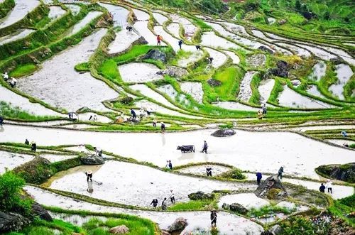 春耕摄影部分作品赏析