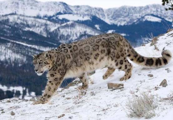 作为"雪山之王",雪豹在它们的地盘上,是没有天敌的,只不过后来因为