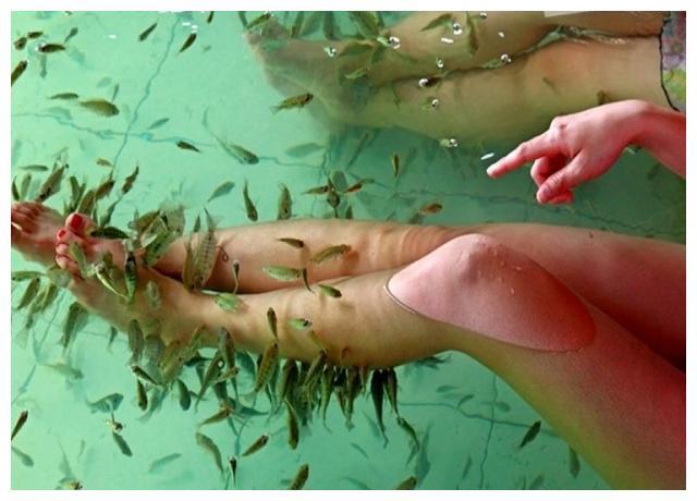 男子做鱼疗5分钟后鱼全部死亡商家索赔3万元男子拒绝