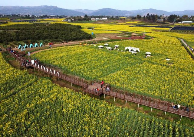 2022四川花卉(果类)生态旅游节(春季)分会场暨金堂油菜花节"在三溪镇