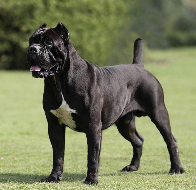 卡斯罗|狗狗|比特犬|罗威纳犬|加纳利犬