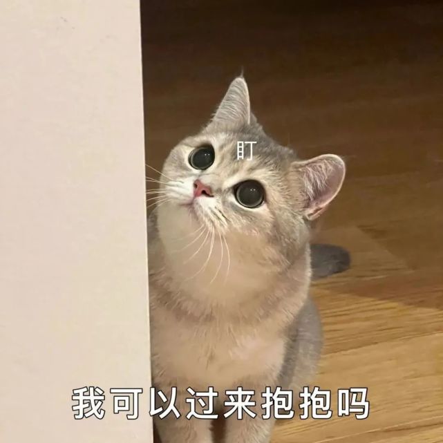 宠物表情包