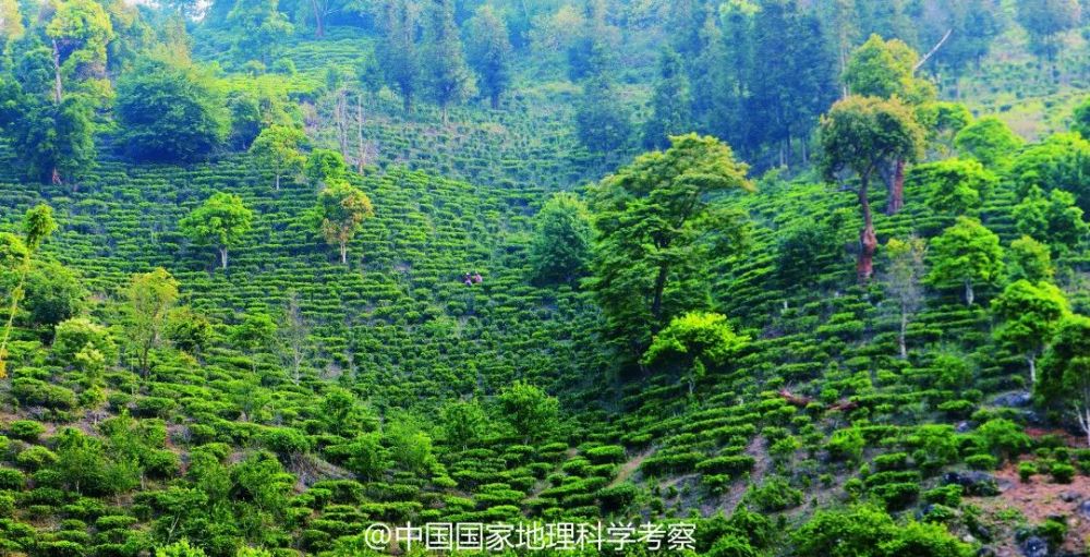 慢步茶馬古道尋訪雲南茶山