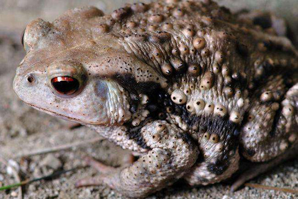 抓癞蛤蟆来吃判刑