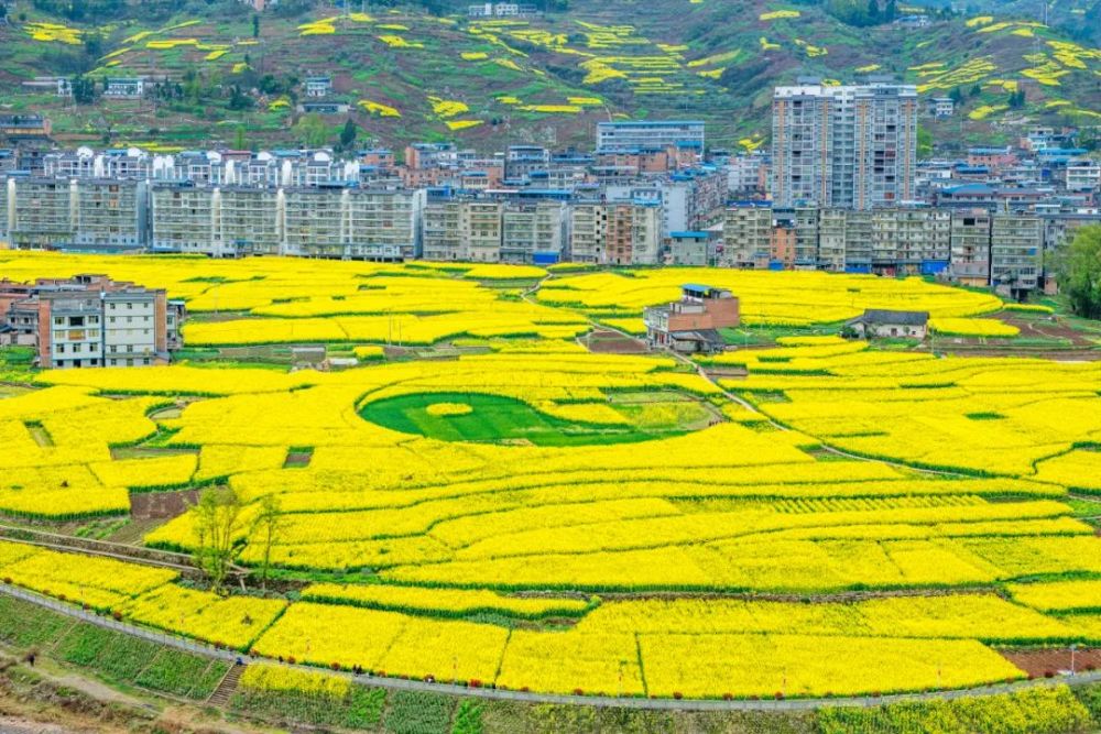 尤其是甲高镇的油菜花