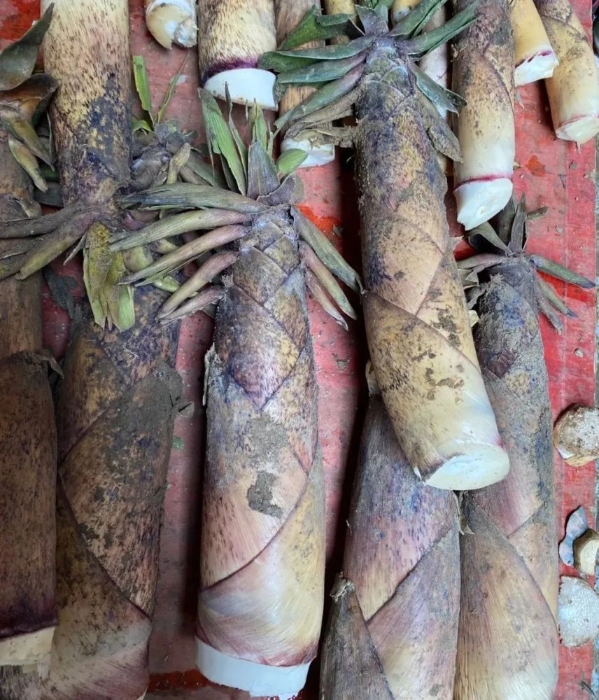 蕨菜5元/斤芭蕉花10元/斤棠梨花10元/斤马桑花25元/斤石椿相对于香椿