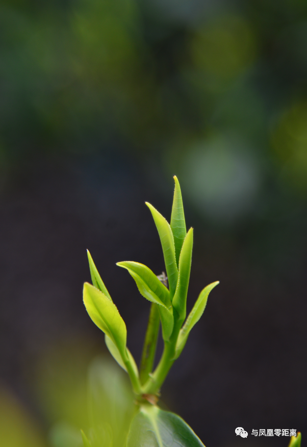 三月单丛茶芽