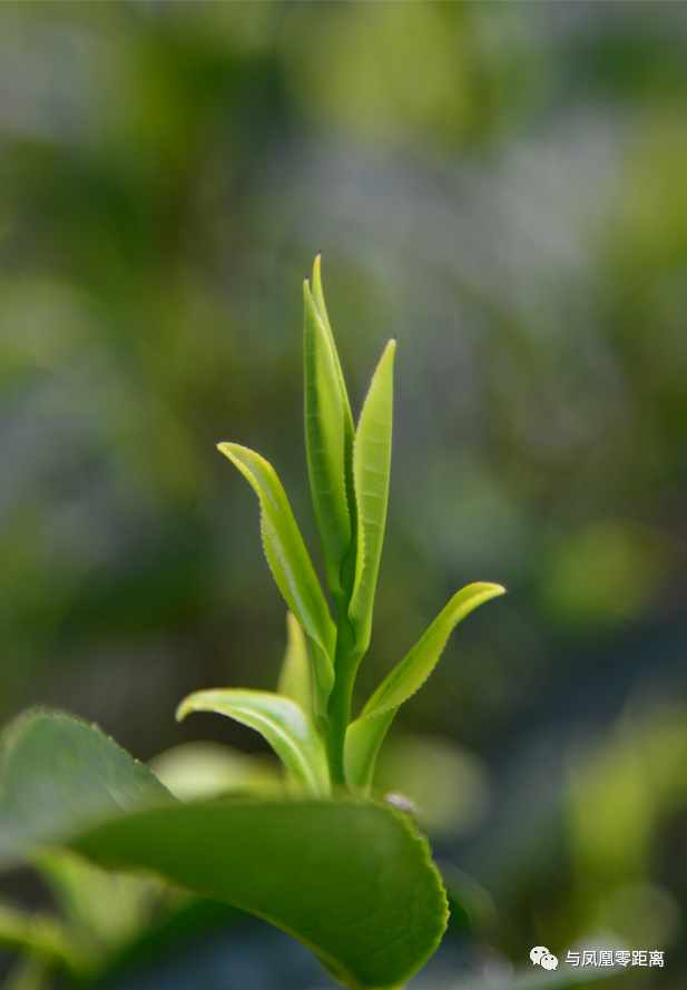 色香味俱全的茶叶亲临其境一片普通叶子如何脱变成感受一片叶子的魅力