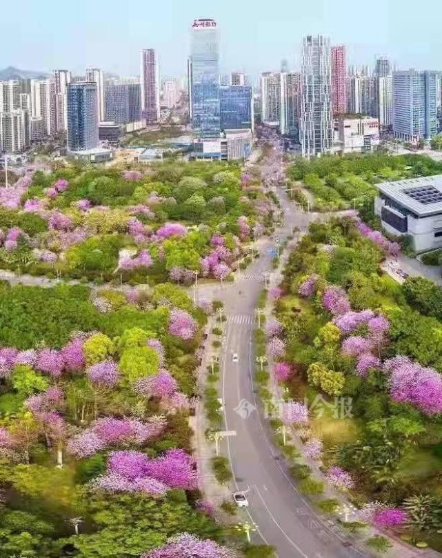 始花期在4月5日左右今年柳州市首份洋紫荊花期預測報告出爐