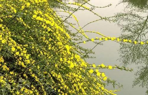 就像黄色的小星星一样散落在枝头,阳光一照,更加的光彩夺目!