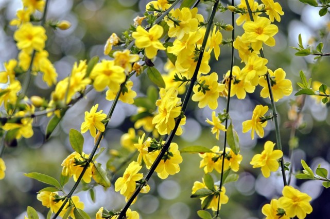 迎春花一开,春光四面来.