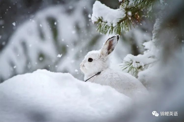 do you think that a snowshoe hare (雪鞋免) wears snowshoes?