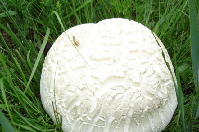 只要阳光水量或者土壤酸碱度不达标,这种巨型白地菇就无法生长,物以稀