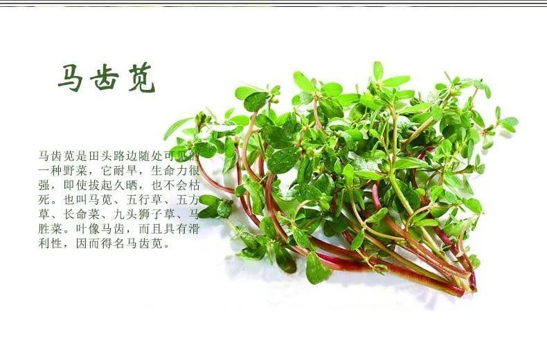马齿苋的功效与作用吃马齿苋的禁忌