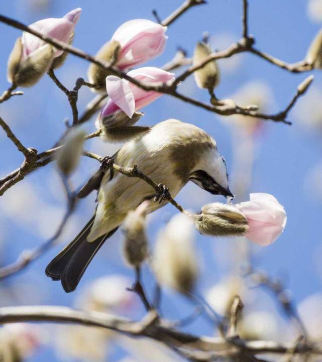 春又來,花再開,聞香引鳥來