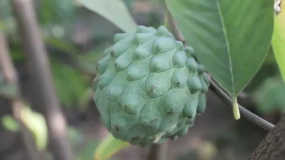 这些皱皱巴巴,疙疙瘩瘩的大果子,就是范新刚今年种植成功的"大宝贝.