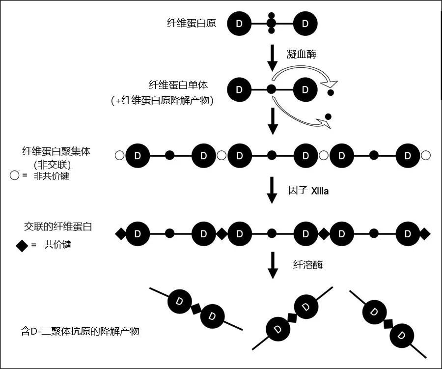 關於d二聚體的8個臨床問題解答