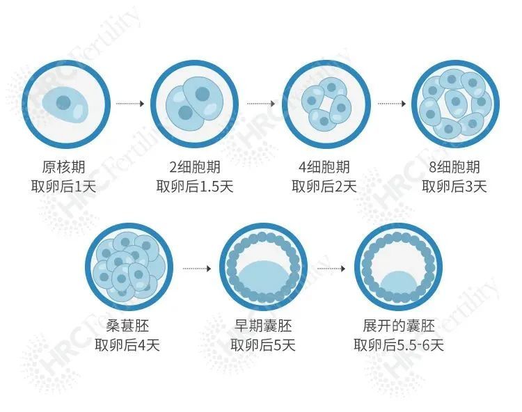 试管婴儿中什么是胚胎移植技术(试管婴儿中什么是胚胎移植技术的)-第2张图片-鲸幼网