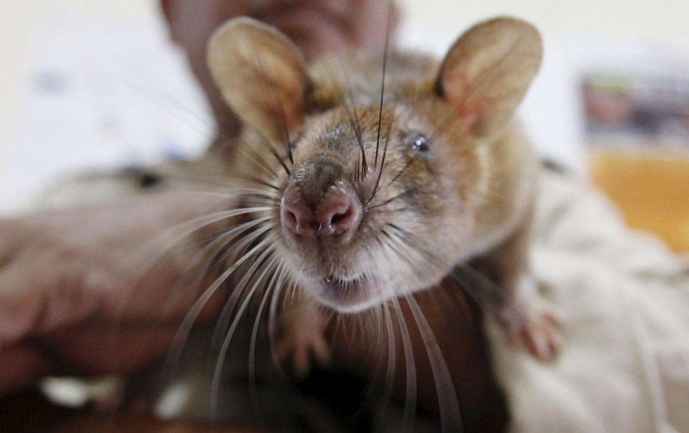 想要清除上亿颗地雷排雷鼠直接搞定多国发出入职邀请