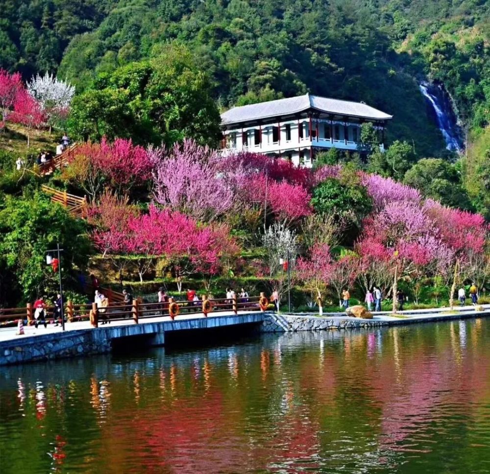 永春桃花开了3月5日桃花节北溪文苑桃花节门票抢购